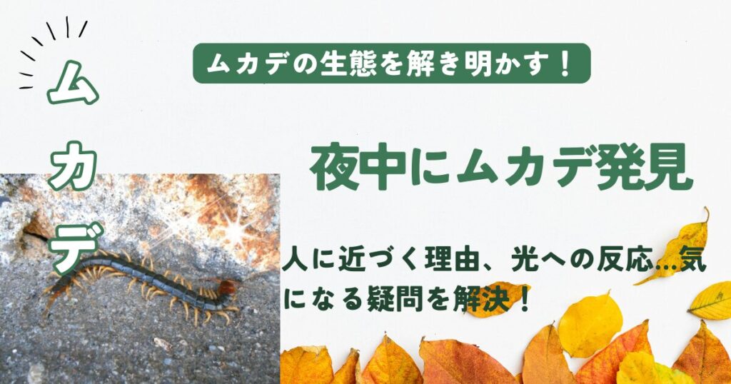 ムカデが出たら電気つけて寝ると勝手に出て行く？ムカデが人に寄ってくる・光に集まるのはホントの話？見失ったらどうする